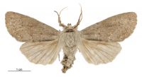 Graphania nullifera (female). Noctuidae: Noctuinae. 