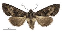 Meterana dotata (female). Noctuidae: Noctuinae. 