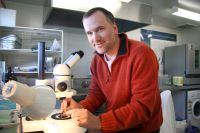 Landcare Research scientist Dr Bob Brown inspects a wasp for mites.  