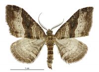 Epyaxa lucidata (male). Geometridae: Larentiinae. 