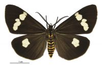 Nyctemera amica x annulata (male). Erebidae: Arctiinae. 