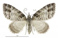Microdes quadristrigata (female). Geometridae: Larentiinae. 