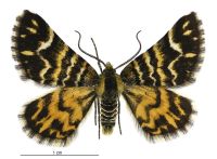 Notoreas simplex (male). Geometridae: Larentiinae. 
