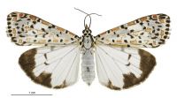 Utetheisa pulchelloides (female). Erebidae: Arctiinae. Regular migrant to New Zealand
