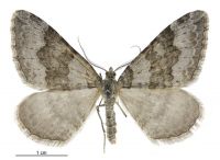 Xanthorhoe frigida (male). Geometridae: Larentiinae. 