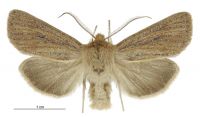 Tmetolophota lissoxyla (male). Noctuidae: Noctuinae. 