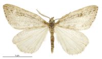 Pseudocoremia cineracia (male). Geometridae: Ennominae. 