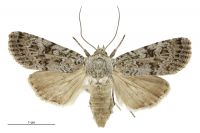 Aletia s.l. inconstans (female). Noctuidae: Noctuinae. 