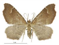 Asaphodes camelias (female). Geometridae: Larentiinae. 