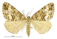 Pseudocoremia lactiflua (female). Geometridae: Ennominae. 