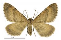 Asaphodes aegrota (female). Geometridae: Larentiinae. 
