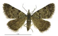 Dichromodes cynica (female). Geometridae: Oenochrominae s. lat.. 