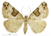 Pseudocoremia flava (female). Geometridae: Ennominae. 