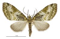 Tatosoma topea (female). Geometridae: Larentiinae. 
