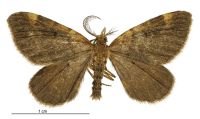 Asaphodes chlorocapna (male). Geometridae: Larentiinae. Chatham Islands only