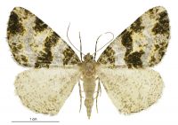 Pseudocoremia albafasciata (female). Geometridae: Ennominae. 