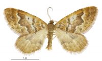 Asaphodes exoriens (male). Geometridae: Larentiinae. 