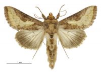 Thysanoplusia orichalcea (male). Noctuidae: Plusiinae. 
