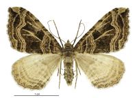 Xanthorhoe semifissata (female). Geometridae: Larentiinae. 