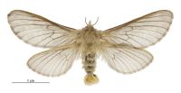 Cladoxycanus minos (female). Hepialidae: . 