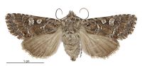 Graphania lithias (female). Noctuidae: Noctuinae. 
