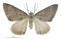 Helastia clandestina (female). Geometridae: Larentiinae. 
