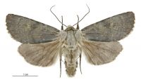 Aletia s.l. nobilia (male). Noctuidae: Noctuinae. 