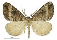 Pseudocoremia colpogramma (male). Geometridae: Ennominae. 