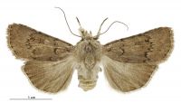 Agrotis admirationis (female). Noctuidae: Noctuinae. 