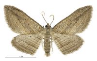 Austrocidaria arenosa (male). Geometridae: Larentiinae. 