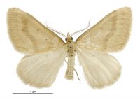 Asaphodes mnesichola (male). Geometridae: Larentiinae. 