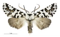 Declana atronivea (male). Geometridae: Ennominae. 