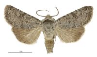 Aletia s.l. inconstans (male). Noctuidae: Noctuinae. 