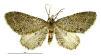 Pasiphila cotinaea (male). Geometridae: Larentiinae. 