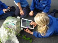 Using the weed identification app to identify periwinkle