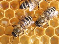 Bees on honeycomb