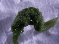 Close-up of gall