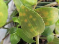 Tradescantia yellow leaf spot fungus on a tradescantia plant 26 days after inoculation 