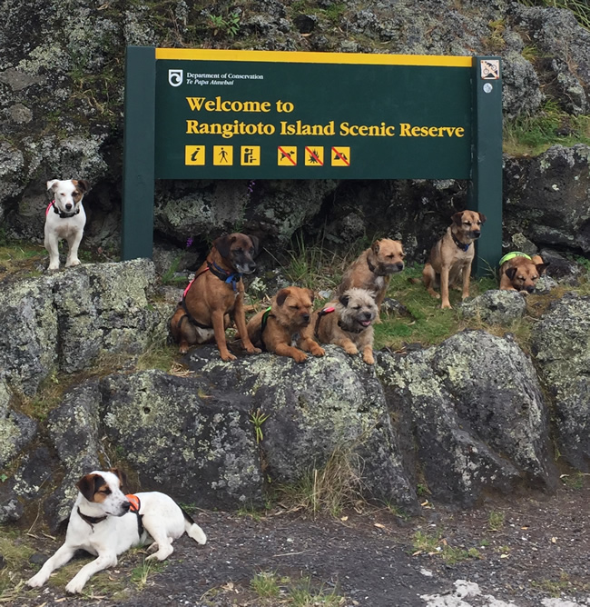 The Conservation Dogs Programme includes regular surveillance of pest-free islands, such as Rangitoto, to check for possible incursions by invasive species [Photo: Al Glen]