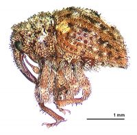 <h3 align=left><em>Hiiracalles scitus</em></h3>. <p align=left>Curculionidae: Curculioninae.<br>Endemic</p> 