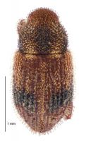 <h3 align=left><em>Platysimus planidorsis</em></h3>. <p align=left>Curculionidae: Entiminae.<br>Endemic</p> 