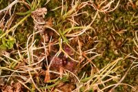 Sundew Drosera stenopetala and liverwort Riccardia cochleata; Campbell Island