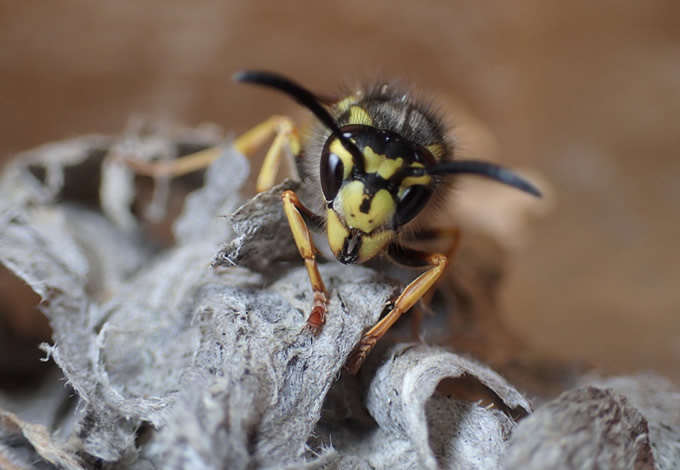 A queen German wasp <em>Vespula germanica</em>