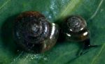 Small land snails