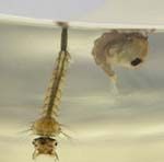 Mosquito larva (wriggler) and pupa (tumbler)