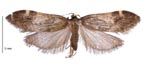Adult moth