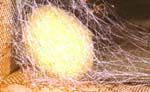 Egg sac of golden orb web spider