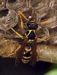 Wasp resting on nest