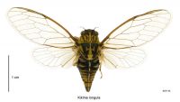Chathams Cicada: <em>Kikihia longula</em>
