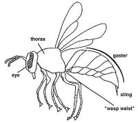 Diagram showing wasp body parts